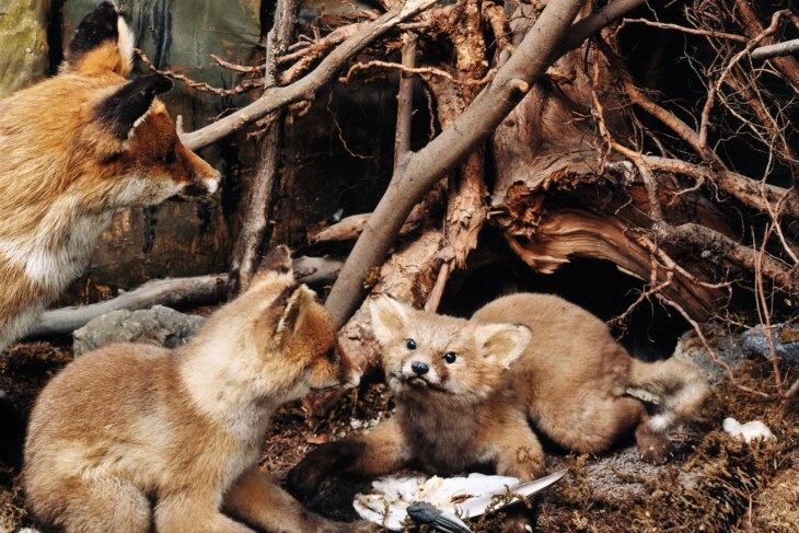 Fuchsdiorama im Stemmler Museum. Zwei Fuchsjunge und eine Mutter im Geäst.