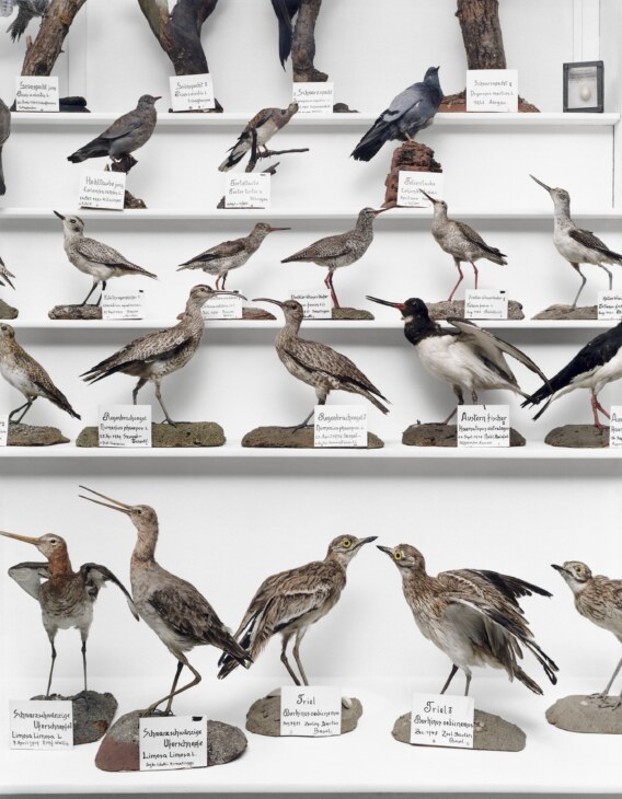 Verschiedene Präparate von Küstenvögeln aufgereiht auf mehreren Regalen in der Sammlung Stemmler.
