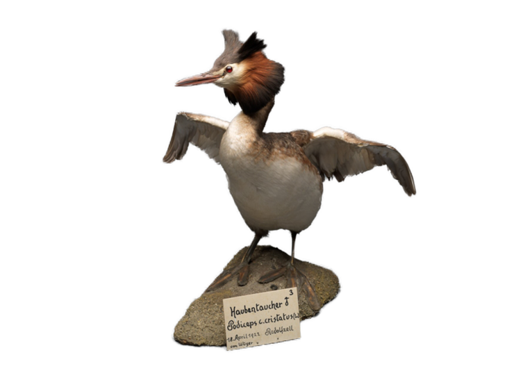 Präparierte Ente aus der Sammlung Stemmler