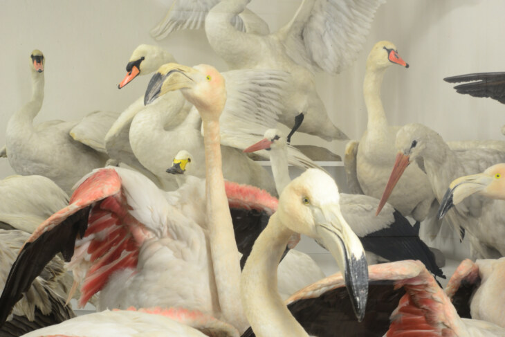 Verschiedene Vogelpräparate auf einem Haufen, darunter Schwäne und Flamingos.