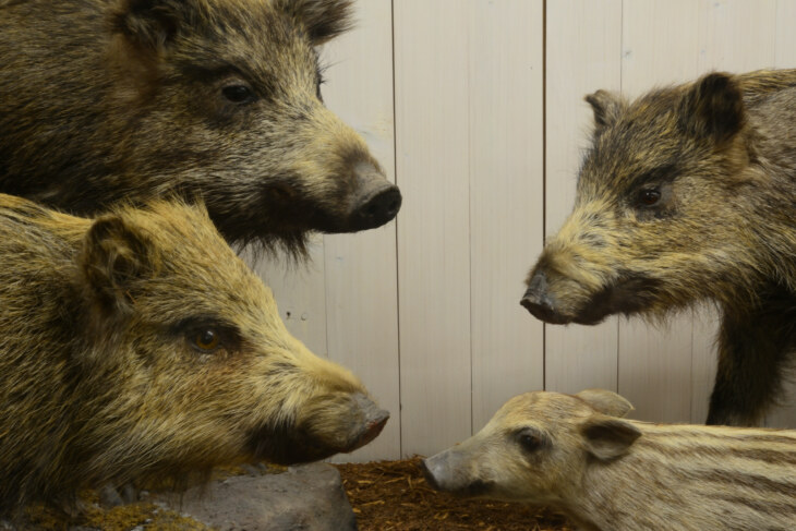 Vier Tierpräparate von Wildschweinen, darunter auch ein Frischling.
