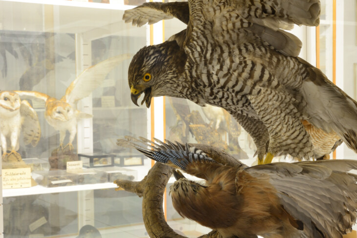 Zwei Präparate von Greifvögeln, inszeniert in einem Kampf, zu sehen im Museum Stemmler Schaffhausen.