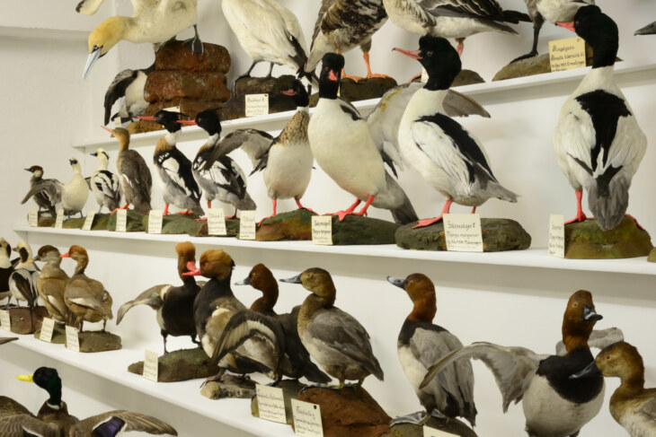 Viele Tierpräparate von Entenarten aufgereiht auf mehreren Regalen in der Sammlung Stemmler.