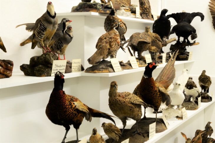 Einblick ins Museum Stemmler mit Vogelpräparaten darunter Fasane.