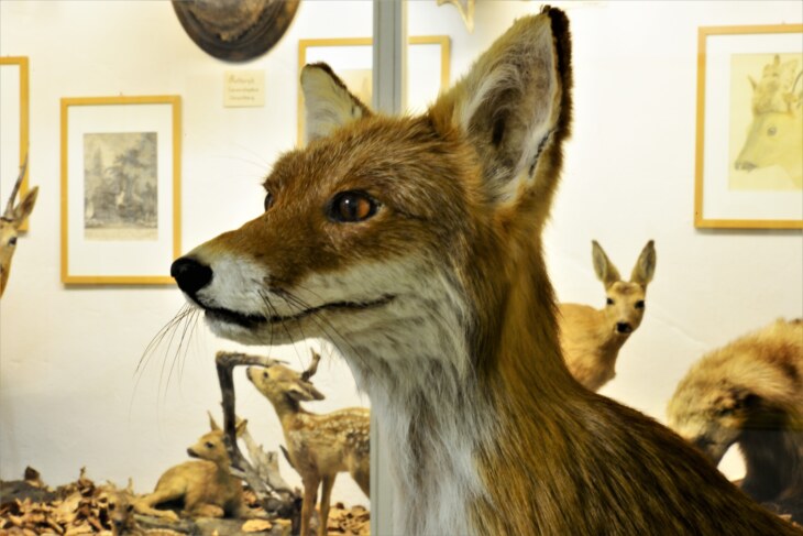 Tierpräparat eines Fuchses im Museum Stemmler
