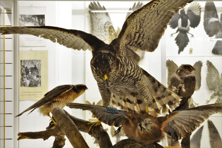 Verschiedene Tierpräparate von Greifvögeln im Museum Stemmler