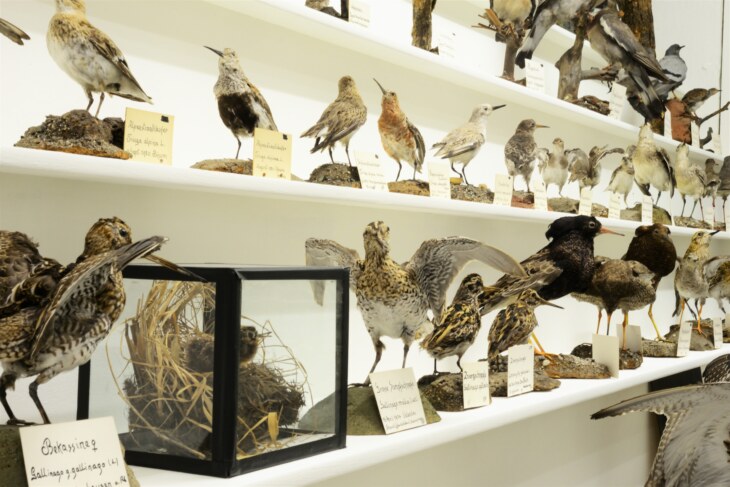 Verschiedene Tierpräparate von Küstenvögeln im Museum Stemmler