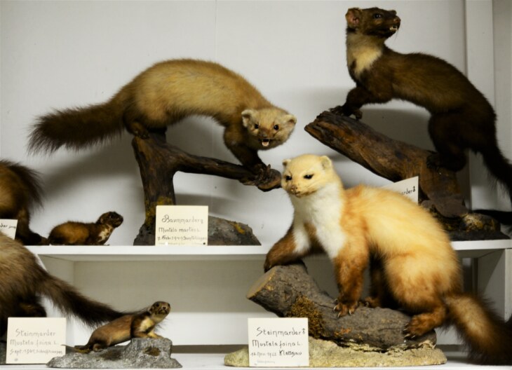 Tierpräparate im Museum Stemmler, verschiedene Marderarten.