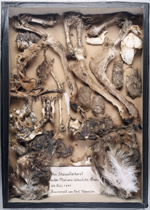 Inhalte eines Steinadlerhorst, darunter mehrere Knochen und Fellreste.