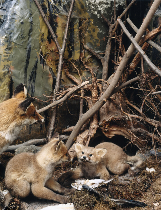 Zu sehen ist das Fuchsdiorama in der Sammlung Stemmler. Eine Fuchsfamilie mit zwei Jungen vor Ästen.