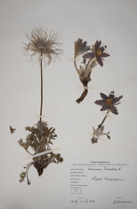Auszug aus einem Herbarium in der Sammlung des Museum zu Allerheiligen. Hier zu sehen eine Küchenschelle.