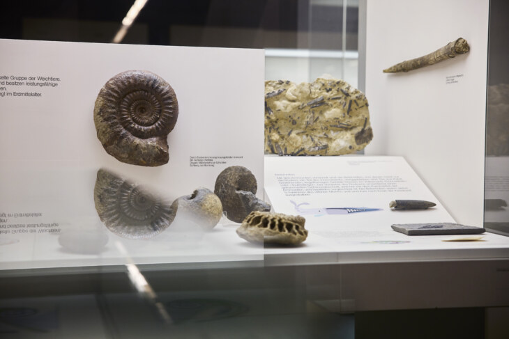 Blick in eine Virtine mit Versteinerungen und Fossilien.