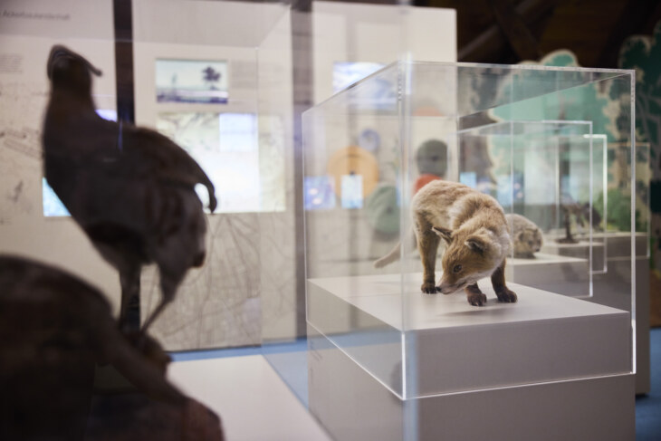 Blick in einen Glaskasten. In dem Glaskasten befindet sich ein Tierpräparat eines Fuchs. Vorne rechts ist ein Umriss eines weiteren Tieres zu sehen.