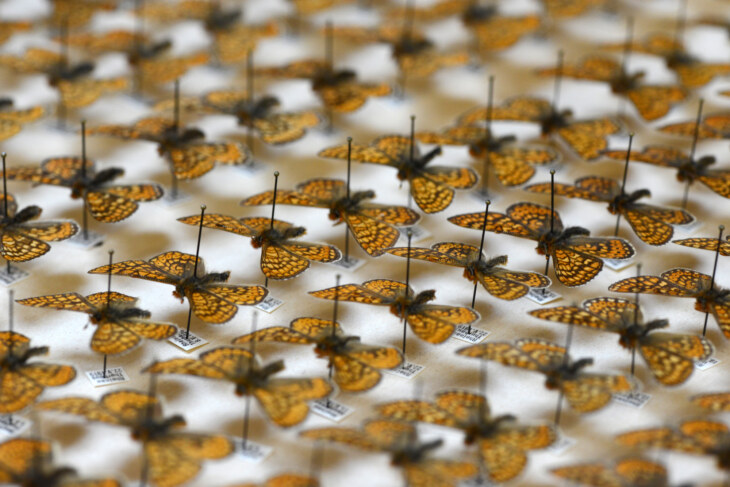 Orange-schwarze Schmetterlinge präpariert in der Sammlung Ris im Museum zu Allerheiligen.