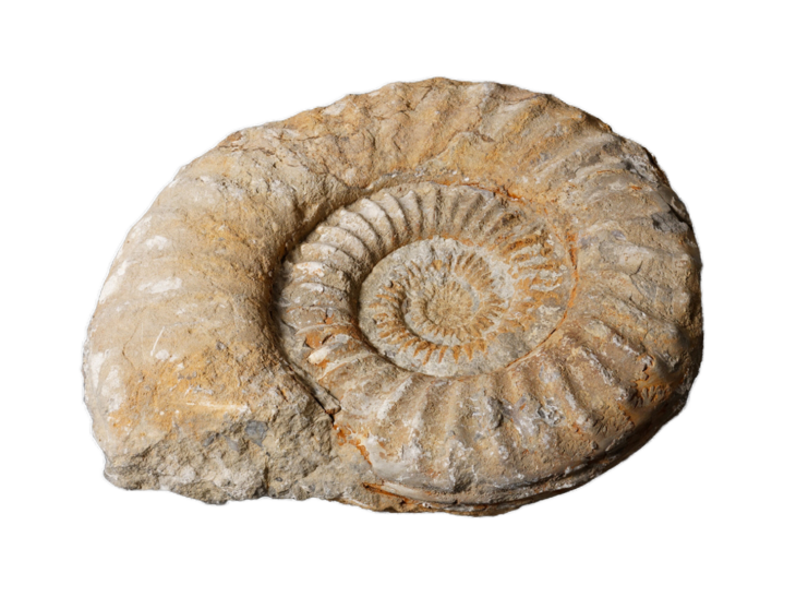 Ein Foto eines freigestellten Ammoniten, gelb-gräulicher Stein in der Naturgeschichte.