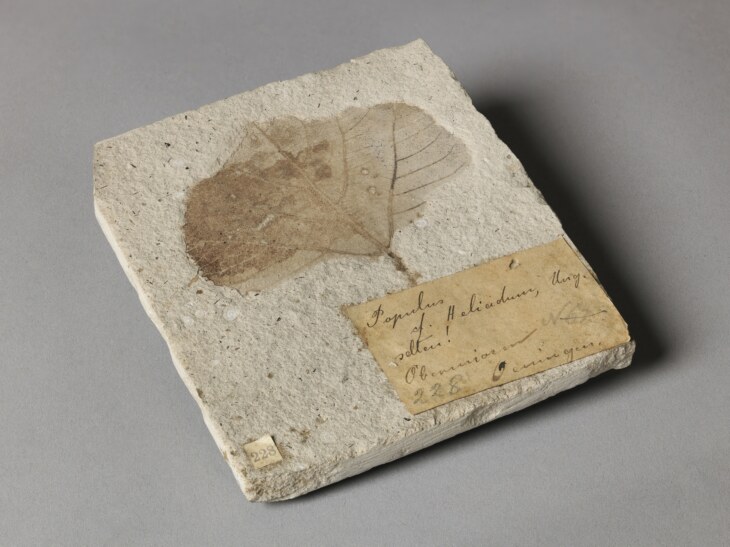 Foto von einem versteinerten Blatt. Das Blatt ist in einer dünnen Steinplatte. Auf der Steinplatte befindet sich ein Etikett.