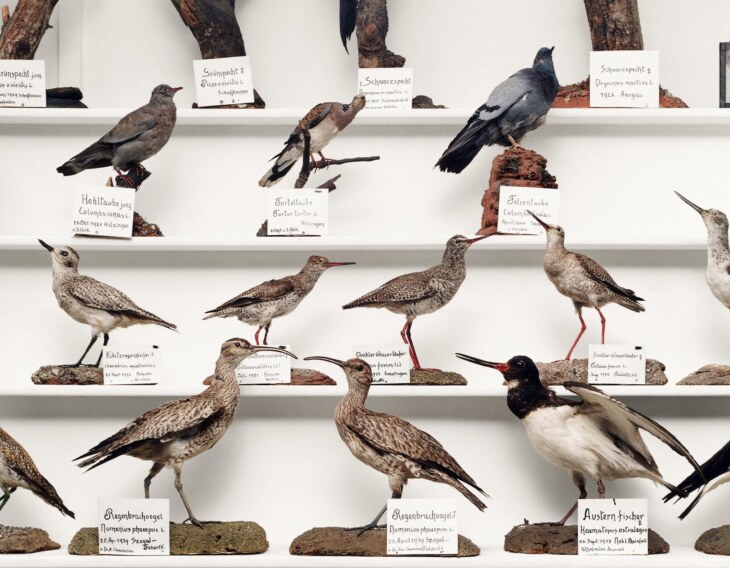 Vogelpräparate im Museum Stemmler ausgestellt auf einem Regal. Darunter Taubenarten.