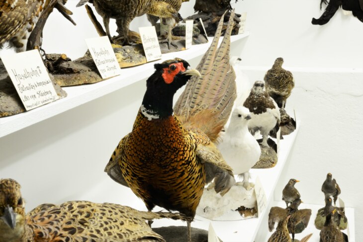 Verschiedene Vogelpraeparate im Museum Stemmler. Im Vordergrund ist ein Fasan zu sehen.