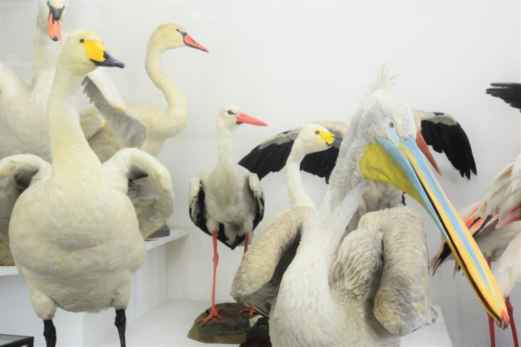 Weitere grosse Vogepräparate im Museum Stemmler. Darunter Pelikane und Schwäne