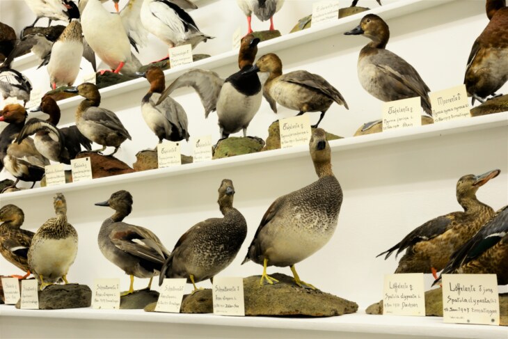 Verschiedene Vogelpräparate. Darunter einige Entenarten im Museum Stemmler.
