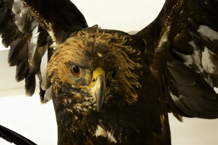 Ein Präparat eines Greifvogels ist im Museum Stemmler zu bestaunen.
