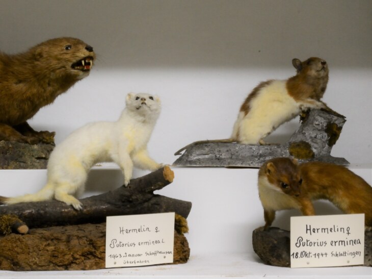 Verschiedene Tierpräparate der Gattung Marder im Museum Stemmler