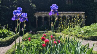 Blick in den Kräutergarten Allerheiligen, Blumen im Vordergrund, im Hintergrund romanische Rundbögen.